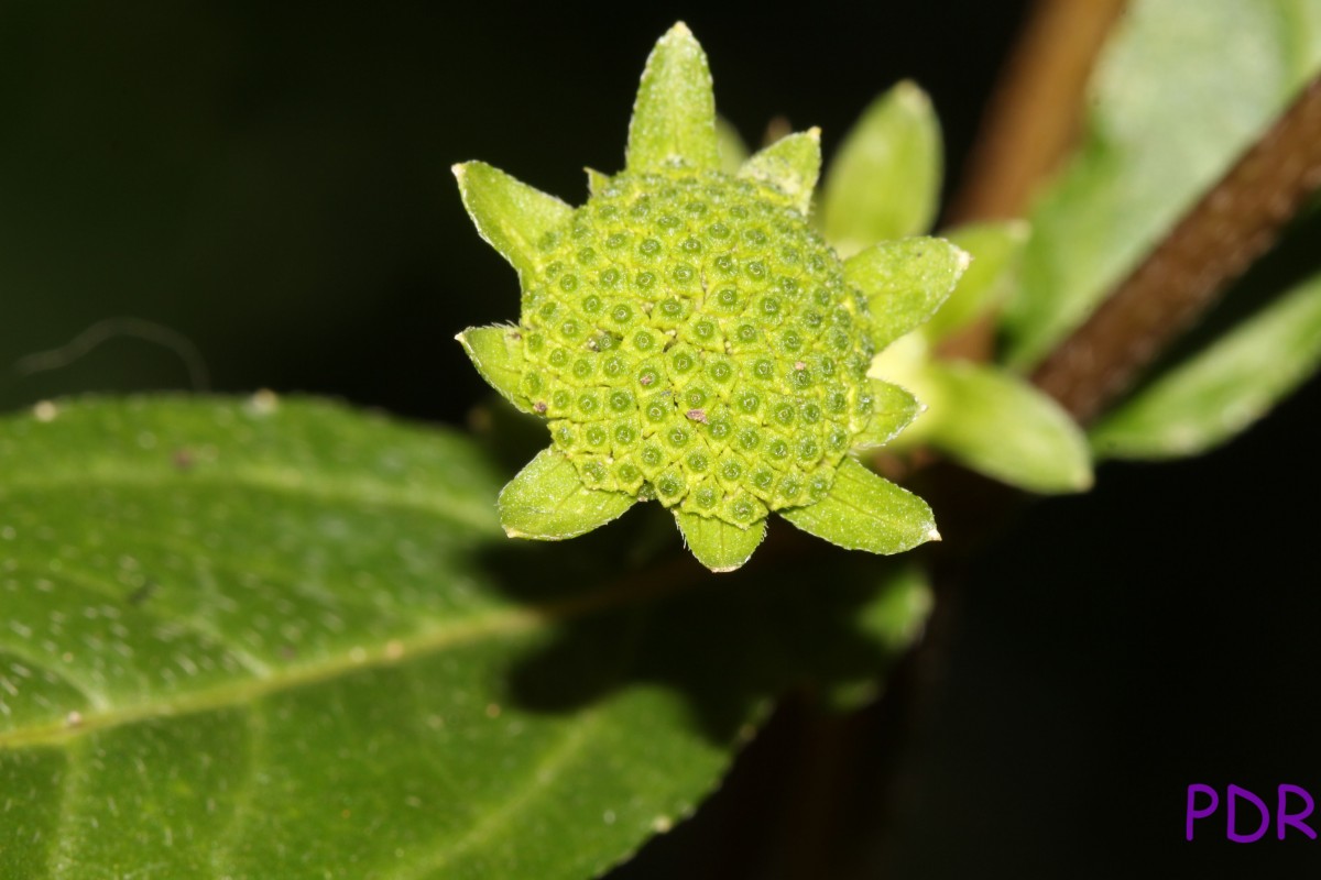 Eclipta prostrata (L.) L.